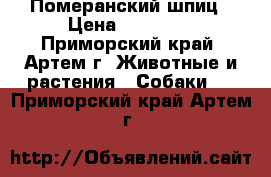 Померанский шпиц › Цена ­ 15 000 - Приморский край, Артем г. Животные и растения » Собаки   . Приморский край,Артем г.